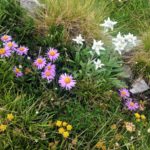 Fleurs du Mercantour