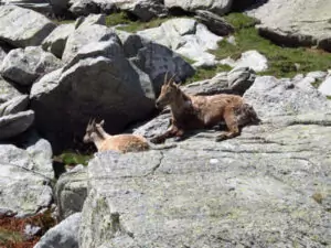 Vallée des Merveilles - Fontanalbe